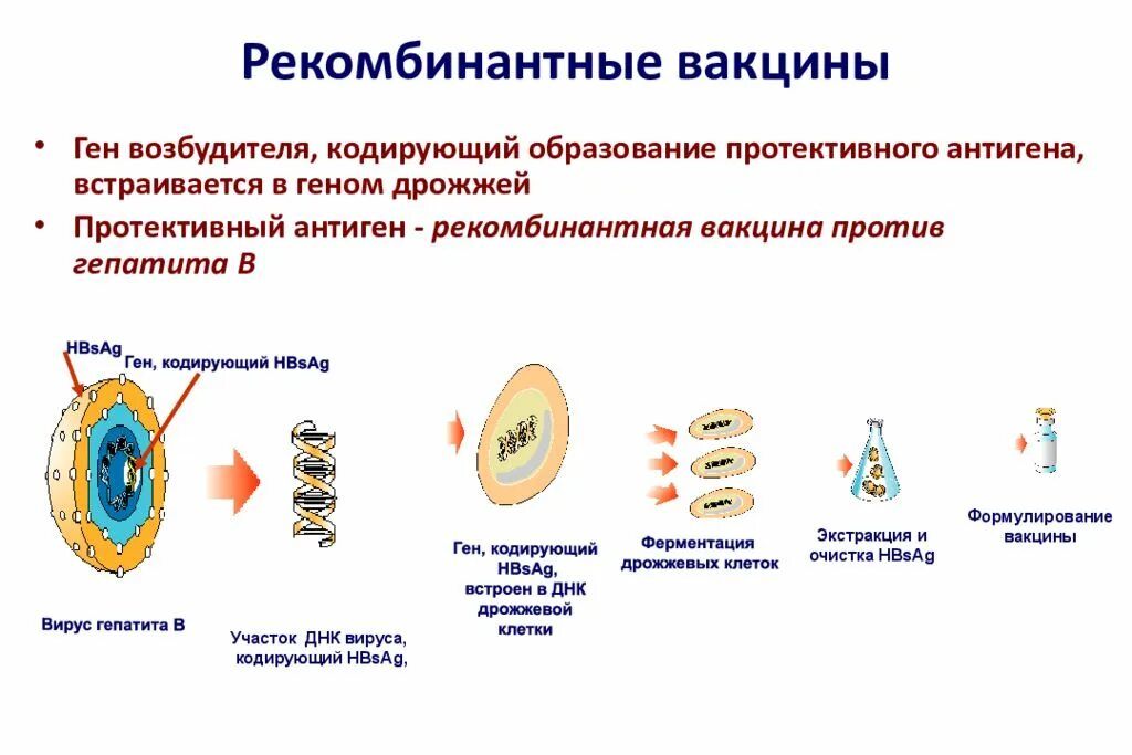 Генная вакцина. Рекомбинантные генно-инженерные вакцины. Рекомбинантная генно-Инженерная вакцина против гепатита а. Принципы получения рекомбинантных вакцин. Состав рекомбинантных вакцин.