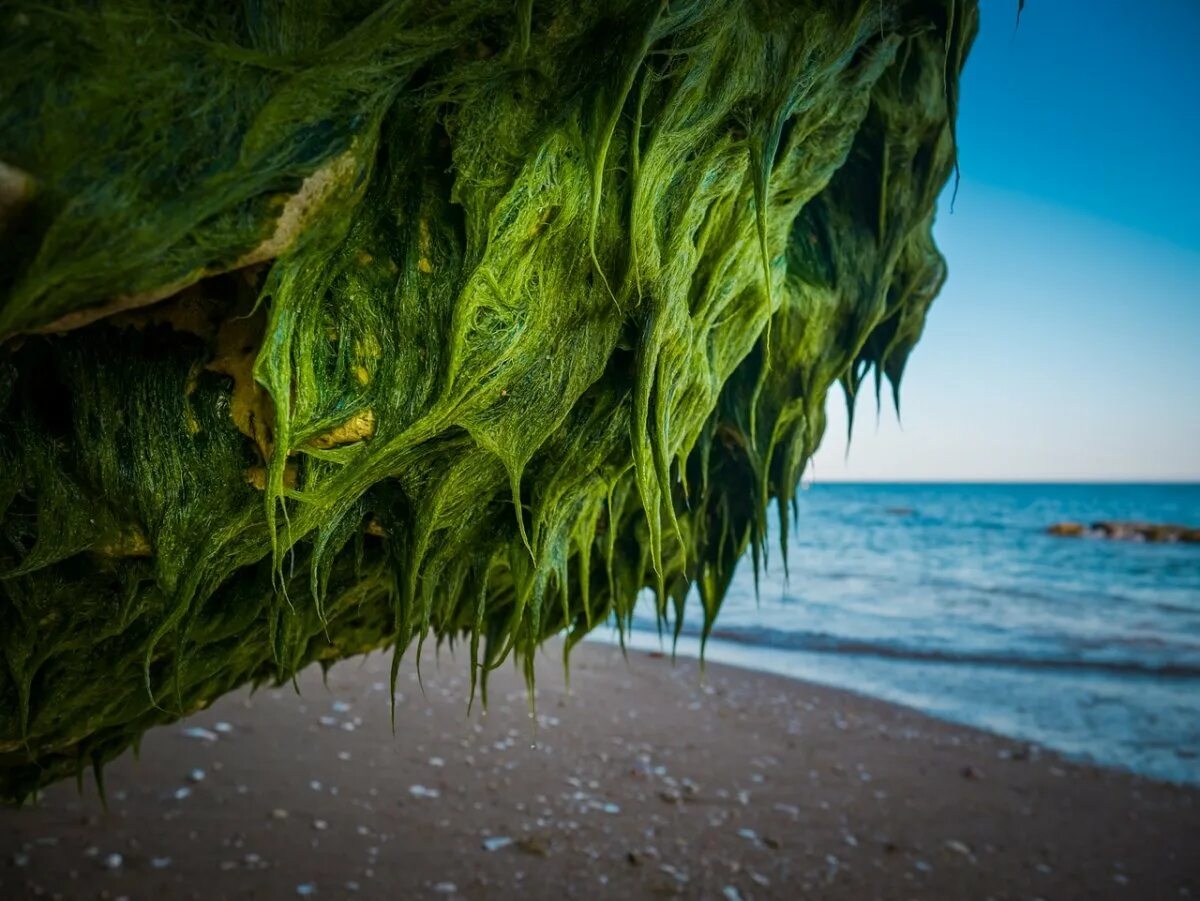 Водоросли чука в море. Аэрофильные водоросли. Arthrospira водоросли. Синезеленные водоросли.