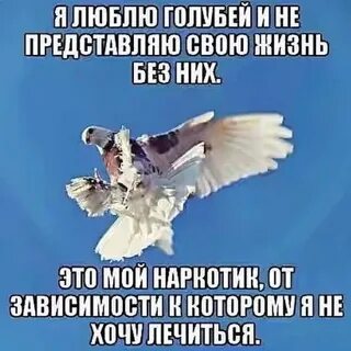 Полюбила голубого