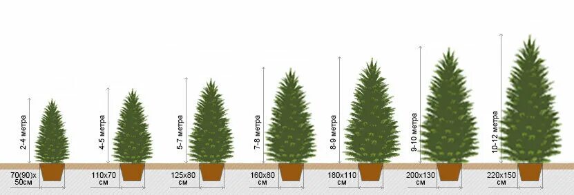 Размер хвойных растений. Туя Смарагд прирост. Туя Смарагд ширина кроны. Туя Западная Смарагд ширина кроны. Ель обыкновенная прирост.