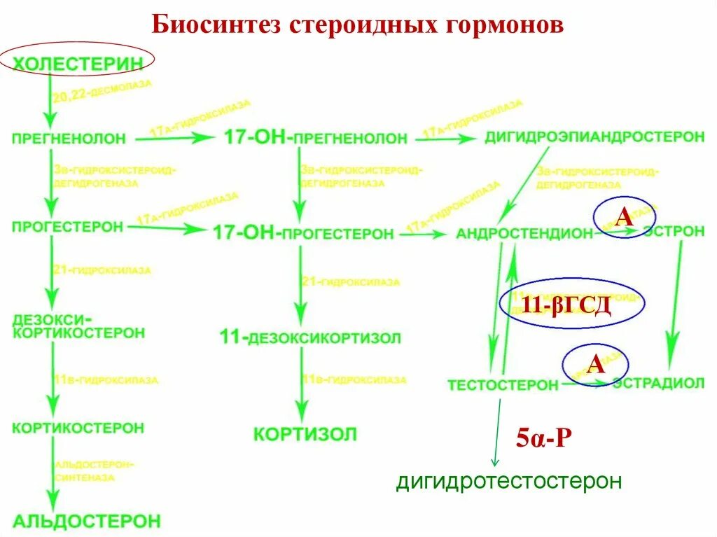 Участвуют в синтезе гормонов. Схема синтеза стероидных гормонов биохимия. Синтез стероидных гормонов из холестерина схема. Схема образования стероидных гормонов. Схема образования стероидных гормонов из холестерина.