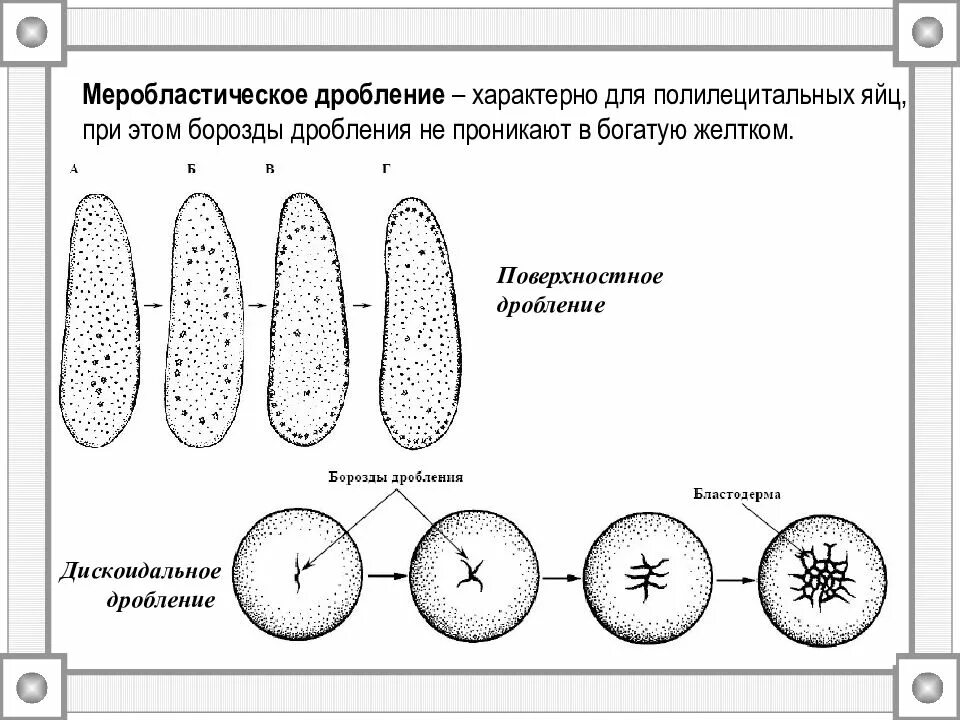 Центр дробление. Неполное дискоидальное дробление. частичное дискоидальное дробление характерно для яйцеклеток. поверхностное меробластическое дробление характерно. поверхностное дробление зиготы.
