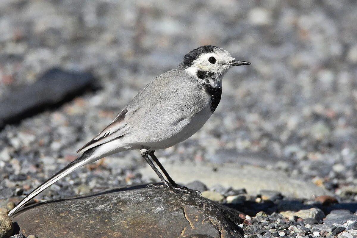 Фото трясогузки. Белая трясогузка Motacilla Alba. Длиннохвостая трясогузка. Трясогузка Дрозд. Трясогузка Северная.