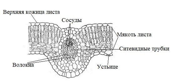 Биология 6: клеточное строение листа - контроль знаний