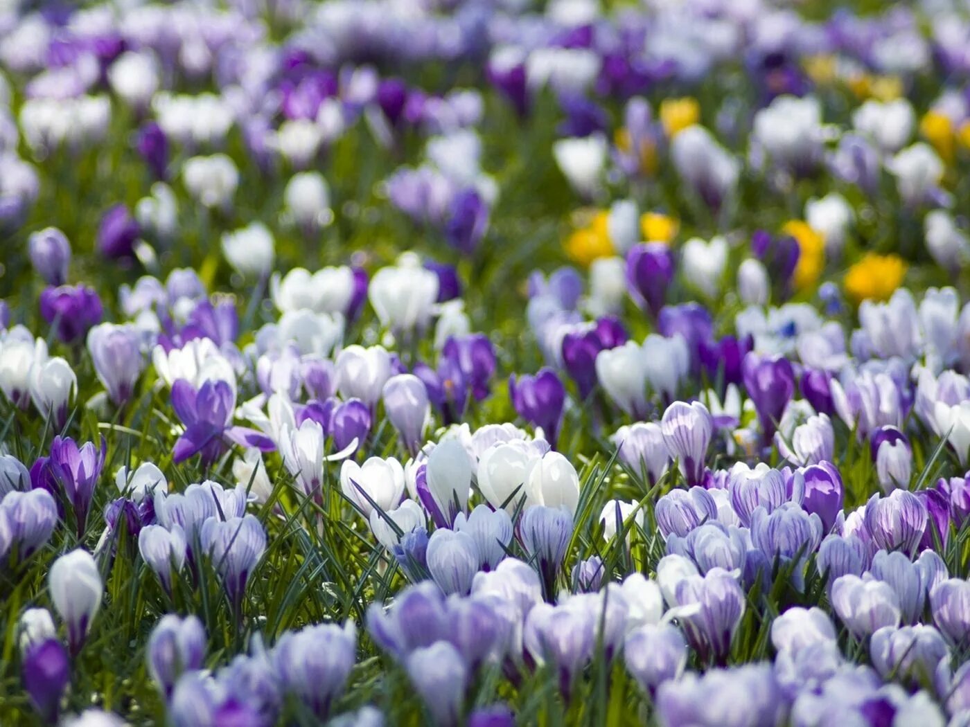 5 апреля цветок. Первоцветы крокусы. Крокус Шафран весенний. Первоцвет Крокус белый. Первоцвет сиреневый Крокус.