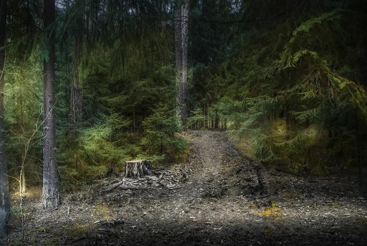 Набор артефактов "воспоминания дремучего леса". Сет дремучего леса артефакты. Эльфийский лес властелин колец. Густой лес. Сет артефактов воспоминания дремучего леса.