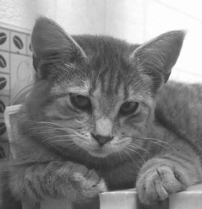 Есть кот молодой. Молодой кот. молодые коты. молодая кот. коты молодая коты.