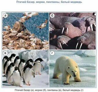 Где живут медведи и пингвины