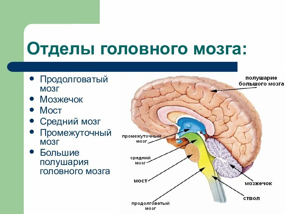 Мозг строение и функции отделов. Строение и функции отделов головного мозга. Анатомическая классификация отделов головного мозга. Функции основных отделов головного мозга.