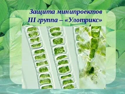 Систематика улотрикса