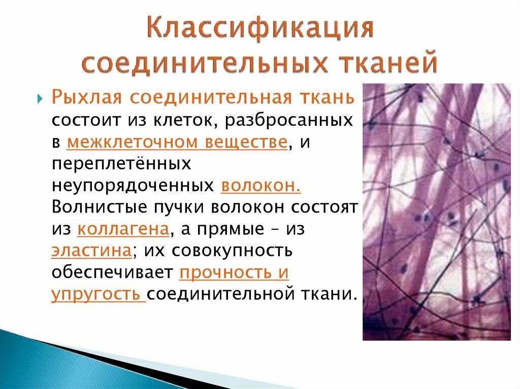 Какие органы входят в соединительную ткань. Рыхлая соединительная ткань классификация. Классификация клеток рыхлой волокнистой соединительной ткани. Классификация клеток рыхлой ткани. Рыхлая соединительная ткань состоит из клеток.