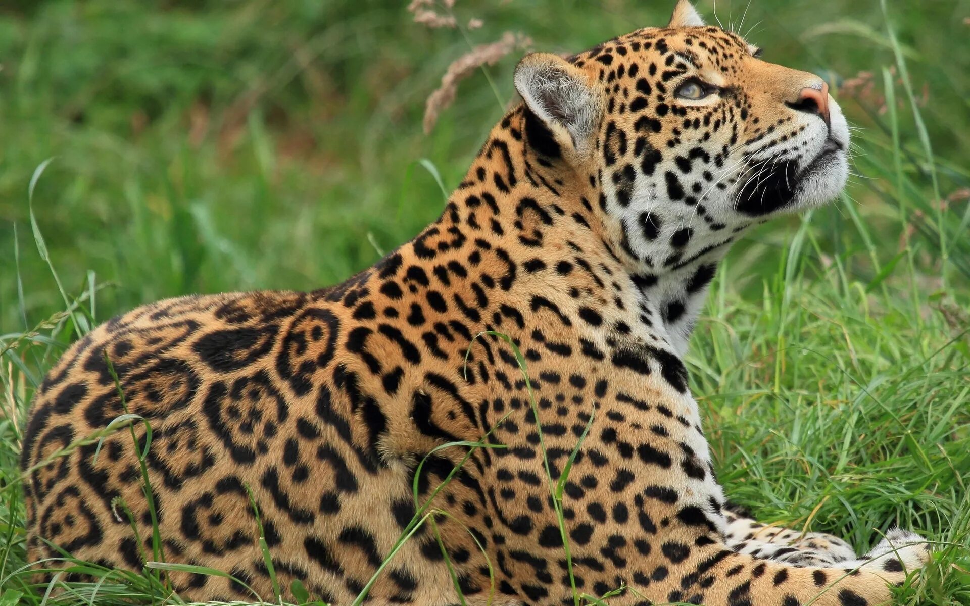Зеленчатый леопард. Ягуар и леопард. Ягуар животное. Бенгальский Ягуар. Дикие животные леопарды