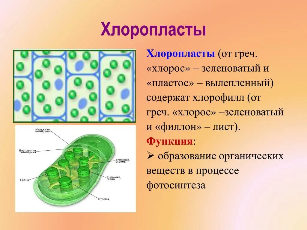 Организмы с хлоропластами. Функция хлоропластов в растительной клетке. Хлоропласты функции 5 класс биология.