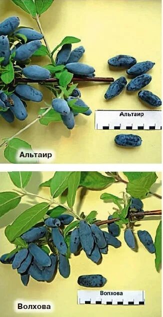 Жимолость нимфа описание сорта фото. Жимолость Альтаир. Жимолость Волхова. Жимолость Альтаир описание. Дикая ягода жимолость.