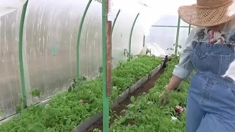 Сидераты после томатов в теплице осенью