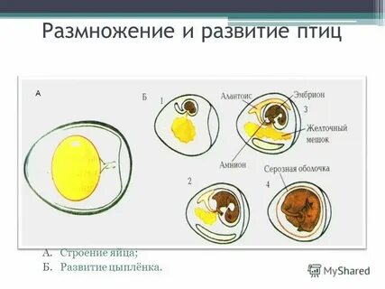 Связь зародыша с окружающей средой