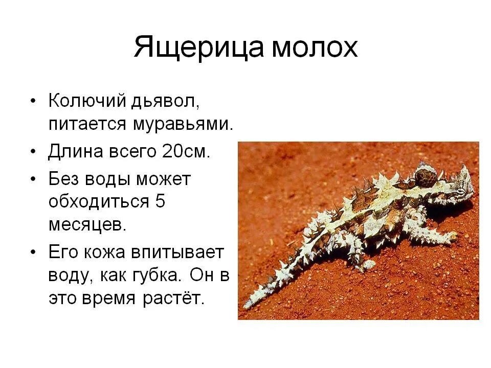 Ящерица основа слова. Молох ящерица интересные факты. доклад про ящерицу молох. животное молох описание. интересные факты о ящерицах для детей.