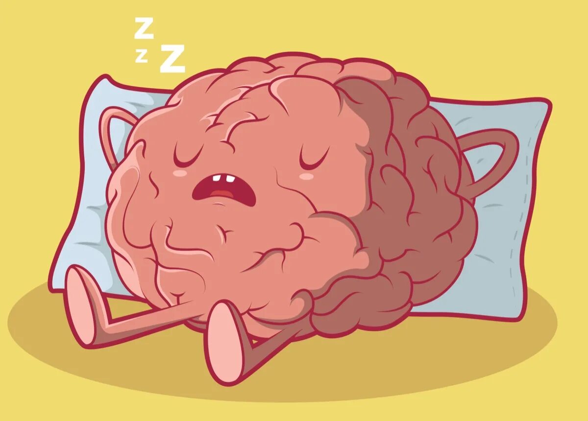 Sleeping brains