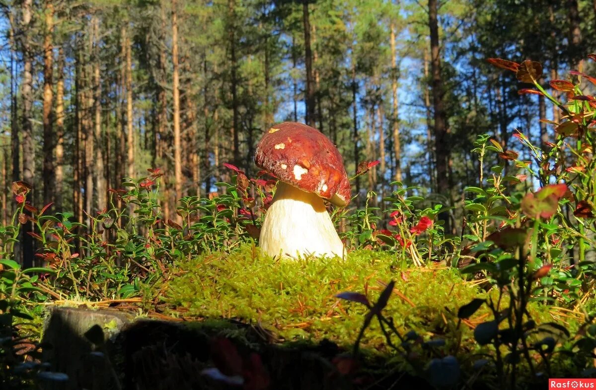 грибы в карелии 2023