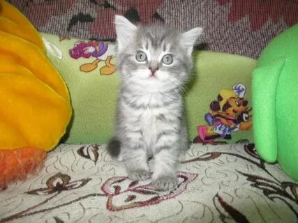 Котята в кстове