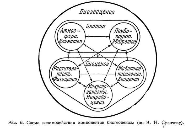 Основные структурные компоненты биогеоценоза. Схема взаимодействия компонентов биогеоценоза. Схему взаимосвязей компонентов экосистемы. Структура биогеоценоза и схема взаимодействия между компонентами. Структурные компоненты экосистемы схема.