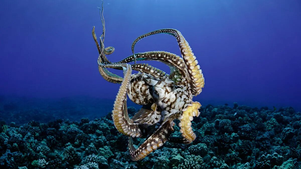 Вандерпус осьминог. Осьминог меняющий. Осьминог меняющий. Синекольчатый осьминог. Мимический индонезийский осьминог.