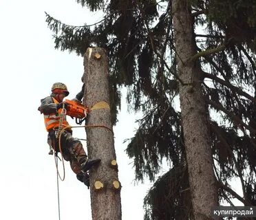 Спил деревьев в ленинградской