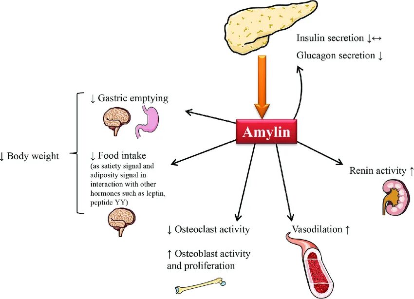 AMYLIN. Амилин гормон. Islet amyloid polypeptide AMYLIN. Physiological changes with Joy. Гормон голода 6