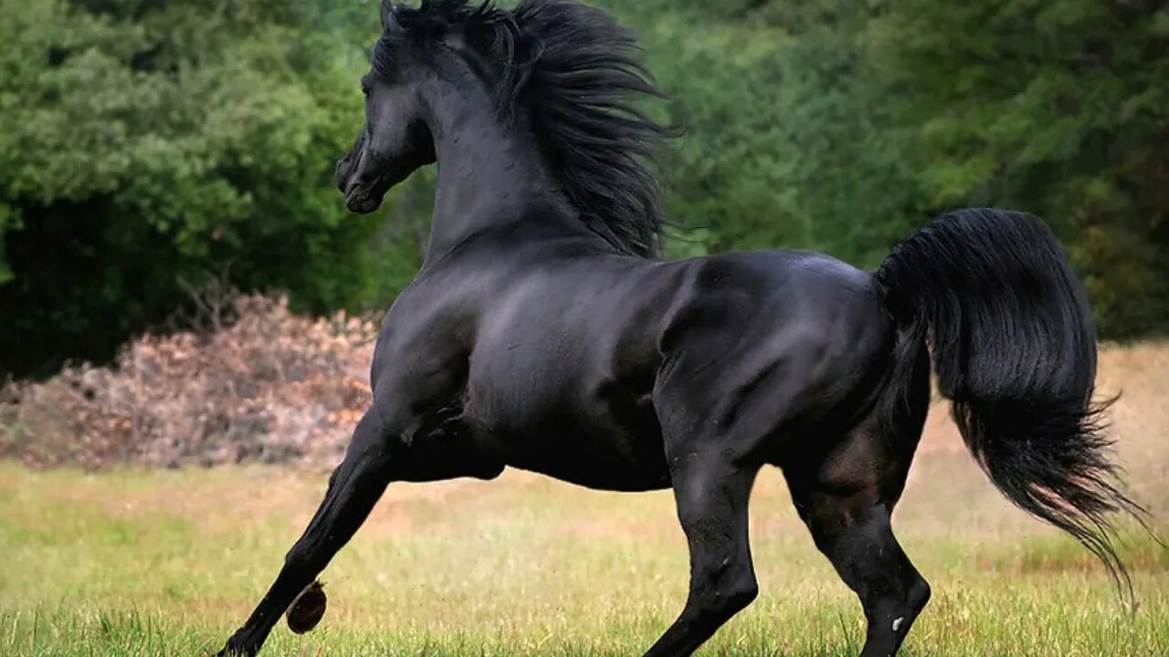 Вороной Мустанг иноходец. Вороной Кигер Мустанг. Цыганская Вороная лошадь. Лошадь породы Мустанг черный. Про черного коня