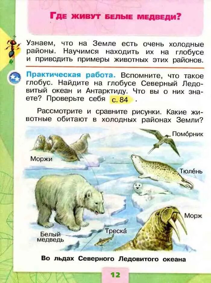 Окружающий мир куда. Где живут белые медведи. где живут белые медведи 1 класс. где живут белые медведи окружающий мир. где живут белыетмедведи окружающий мир.