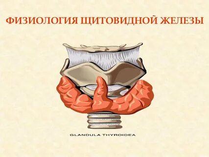 Щитовидная железа физиология