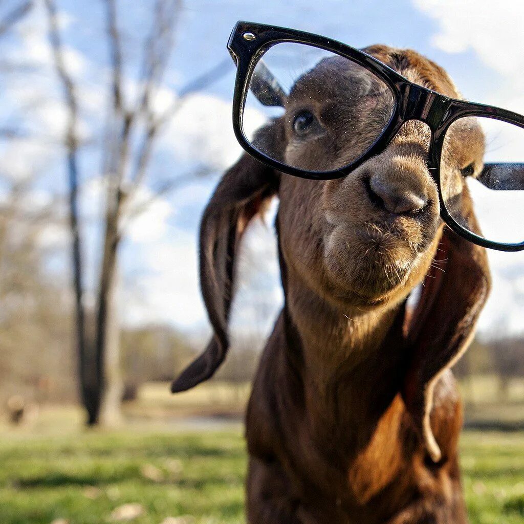 Короткое приколы на телефон. Смешное животное. Козел в очках. Животные в очках. Овца в очках.