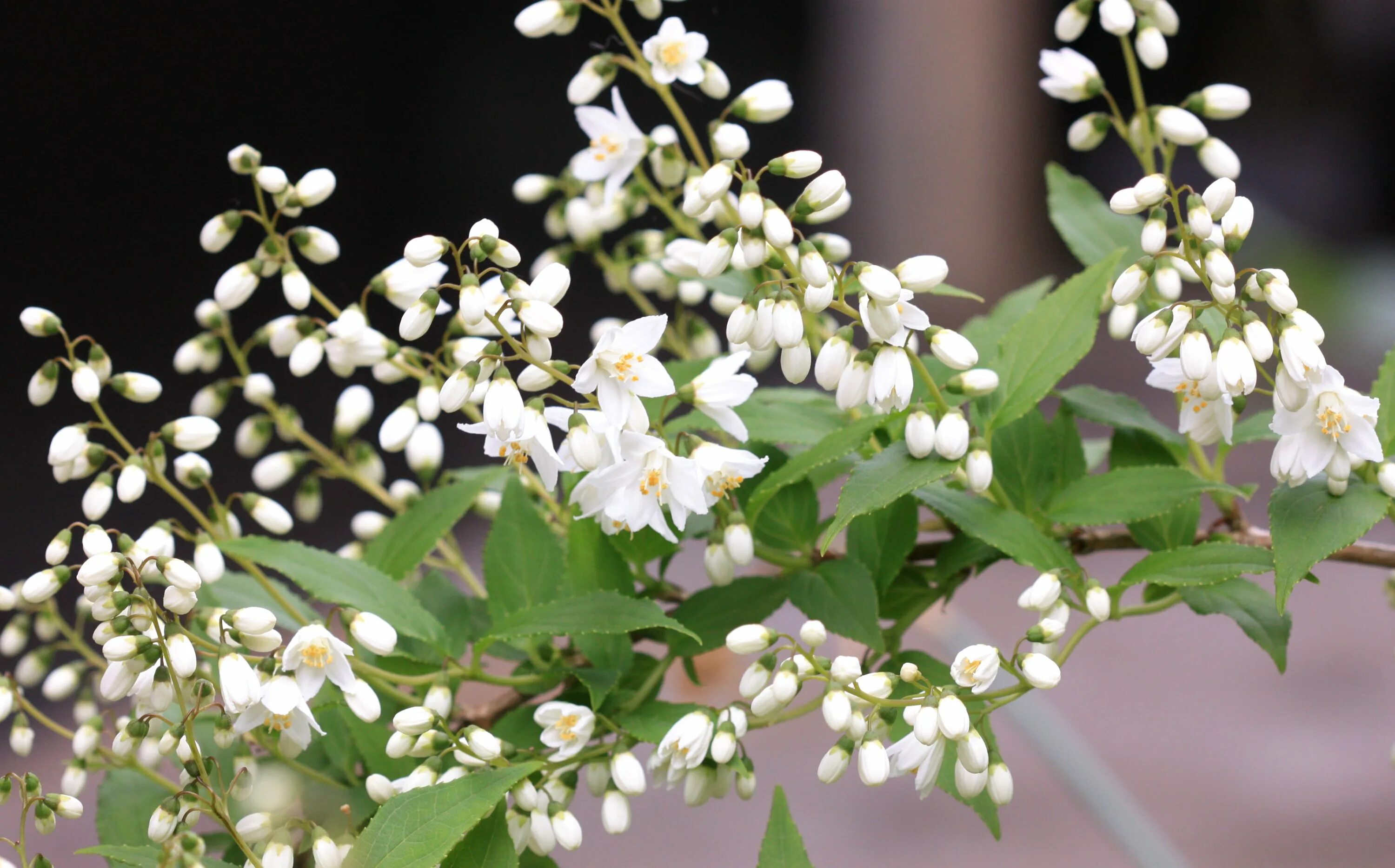 Какое дерево цветет белым цветом. Жожоба кустарник цветет. Фимиамовый куст. Белые цветы куст.