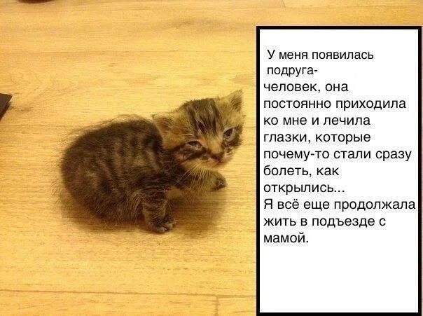 стихи про кошек грустные. стихи про котов. грустные истории про кошек. грустная история котиков. грустная история про кота.