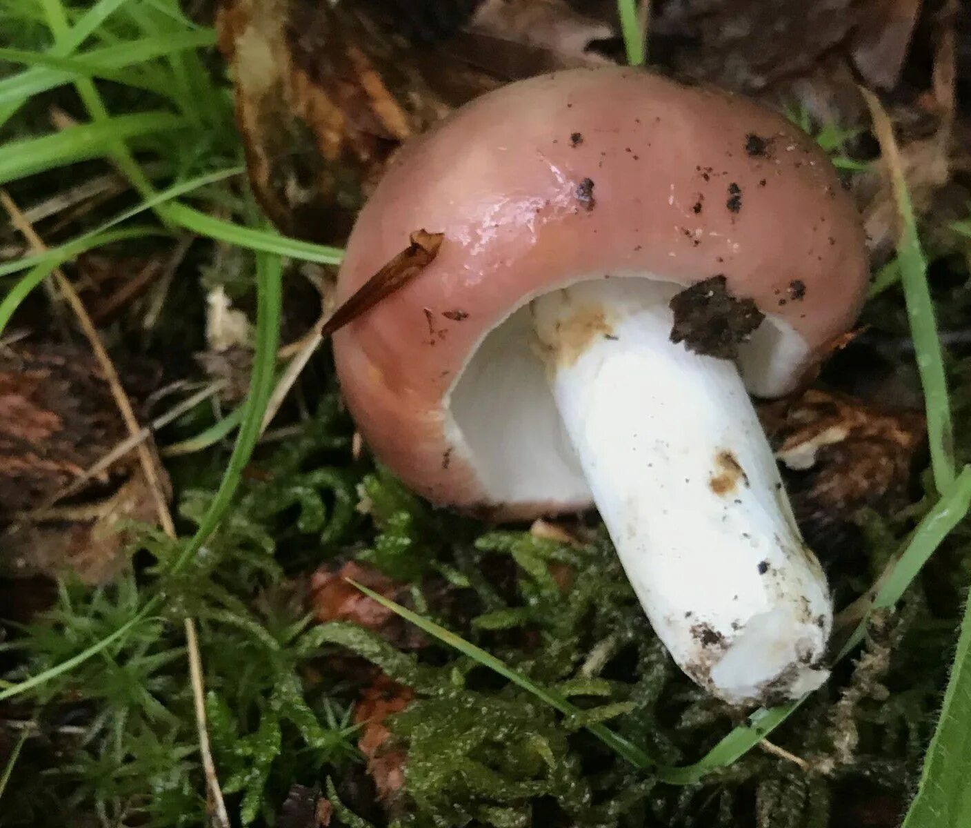 Какие сыроежки съедобные а какие нет. Russula vesca – сыроежка пищевая. сыроежка пищевая f.vesca. жареные сыроежки. может ли у сыроежки расслоится ножка.