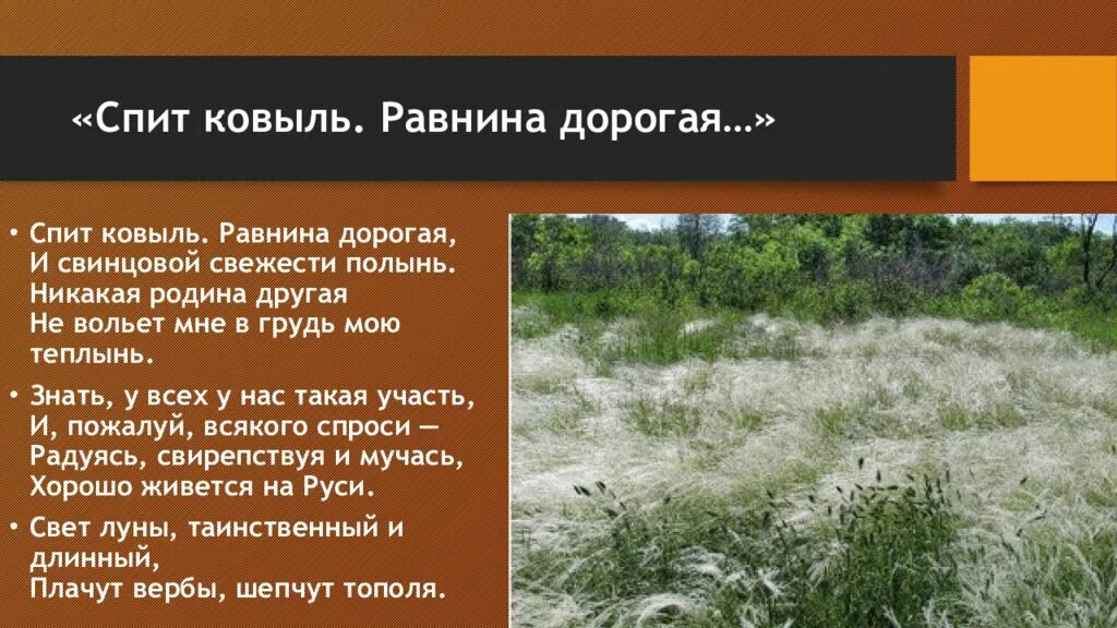 Ковыль песня текст. Ковыль лессинга описание. Ковыль песня текст. Есенин ковыль равнина дорогая. Ковыль многолетний засухоустойчивый злак типичный.
