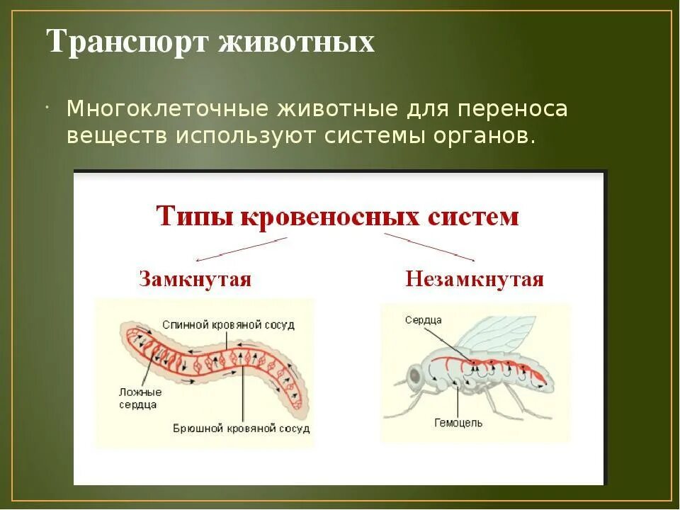 Передвижение веществ у животных How-info.ru