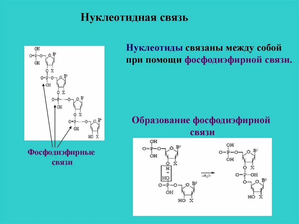 Связи в нуклеиновых кислотах. Образование фосфодиэфирной связи между нуклеотидами. Образование фосфодиэфирных связей между нуклеотидами. Образование связи между нуклеотидами. Соединение между нуклеотидами.