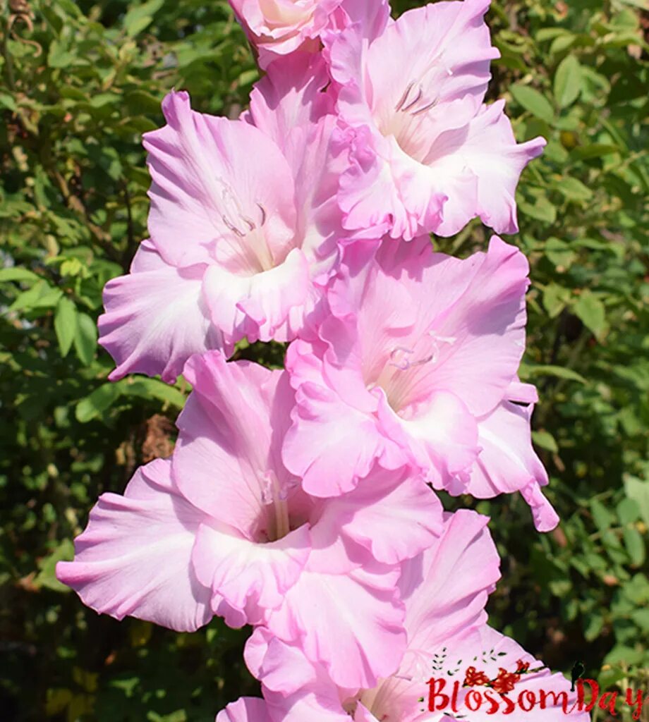 гладиолус сиреневый прибой. сирень гладиолус. гладиолус крупноцветковый астарта. гладиолусы шевченко. сирень гладиолус.