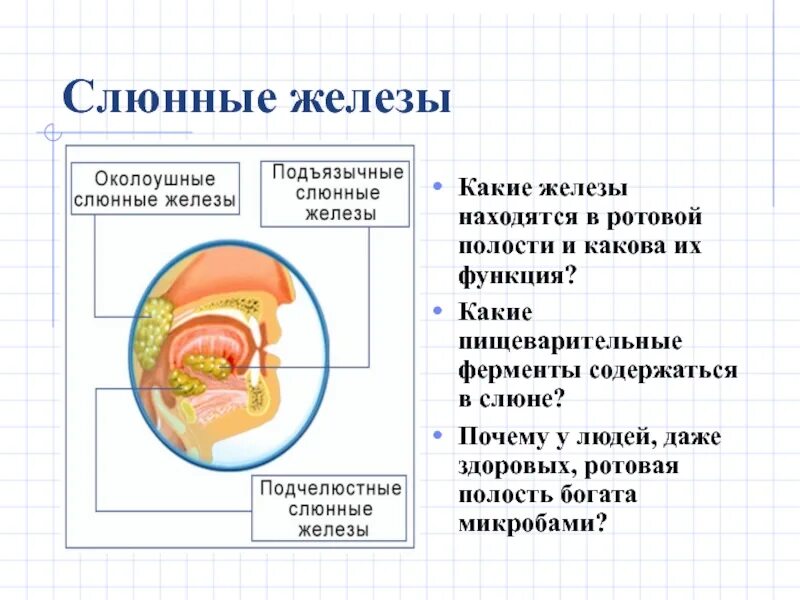 Ферменты полости рта. Ферменты ротовой полости. Пищеварение в ротовой полости ферменты. Ферменты ротовой полости и их функции. Слюнные железы ферменты.