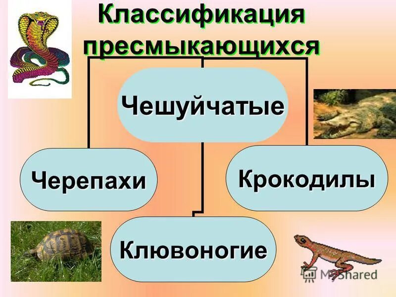 Тест по теме рептилии. Классификация рептилий. Систематика пресмыкающихся. Классификация рептилий схема. Схема систематика пресмыкающихся.