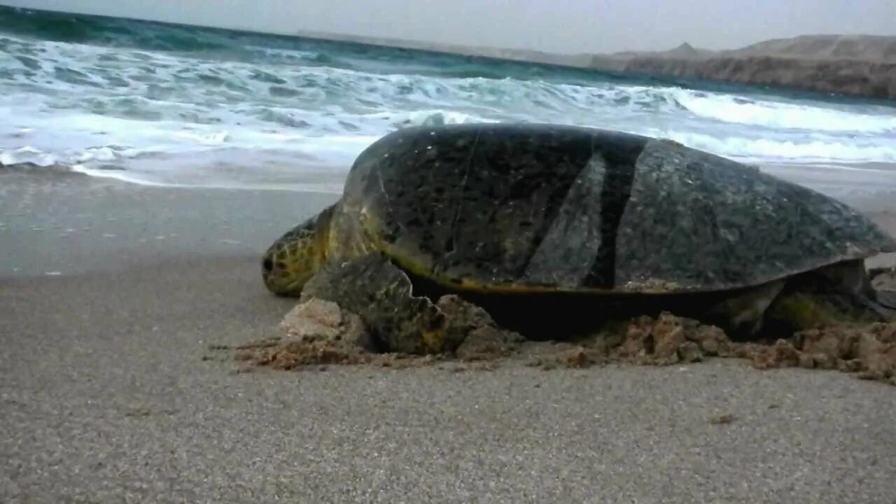 Left turtle. Черепахи в персидском заливе. Оман черепахи. Оман остров черепах. Черепахи в Оманском заливе.