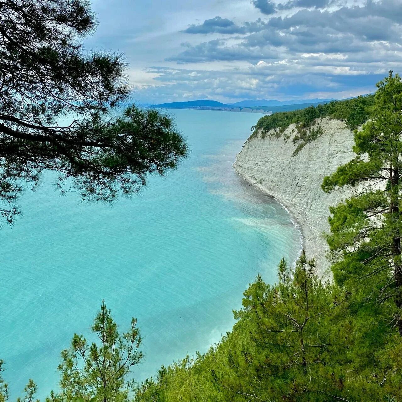 сосновый краснодарский край. сосновый краснодарский край фото. роща сосны пицундской джанхот. поселок сосновый туапсе. хутор джанхот геленджик.