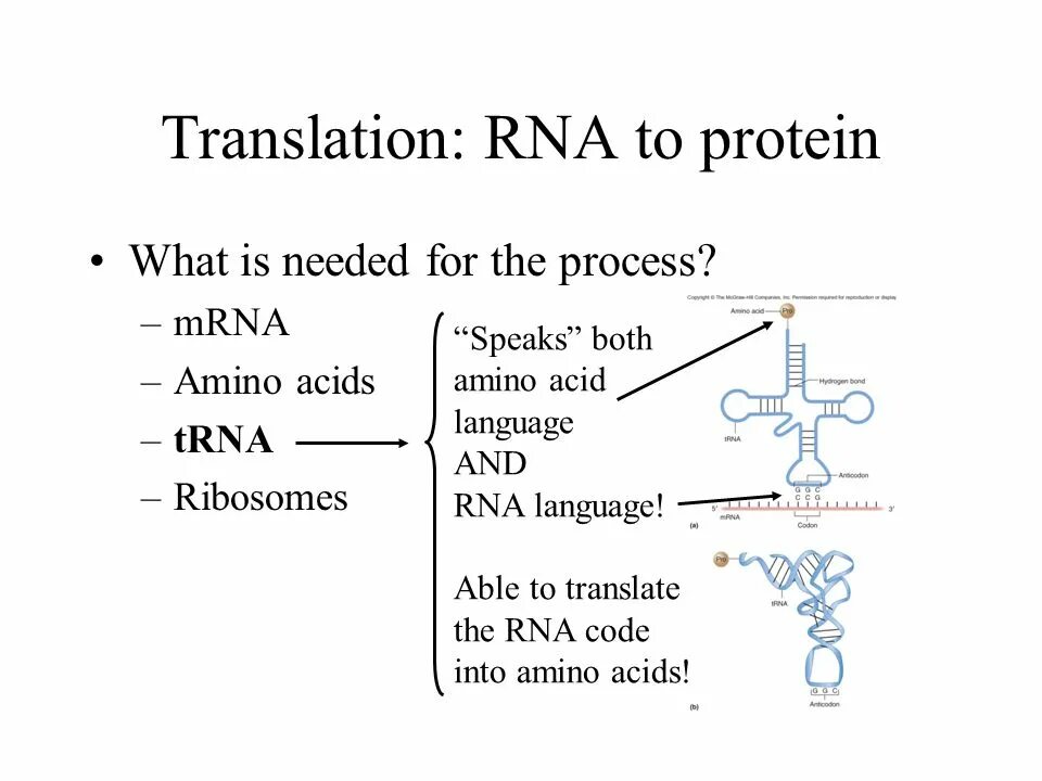 Translation DNA RNA. Translation Protein. RNA translation presentation. Translation Biology.