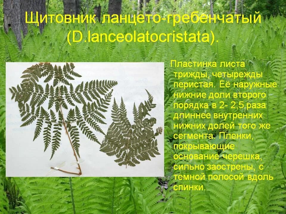 Щитовник криспа конгеста. Трижды перистый. Папоротник щитовник листья. Athyrium filix-femina. Трижды перистый.