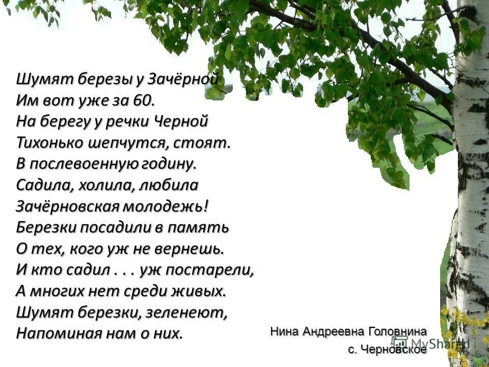 Песня посадил я березу. Береза повислая `bibor`. Посадка сеянцев березы. Белая берёза текст песни петлюра. Вот моя береза вот.