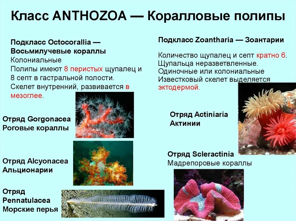 Восьмилучевые коралловые полипы. Класс коралловые полипы (Anthozoa). Коралловые полипы альционарии. Представители коралловых полипов кишечнополостных.