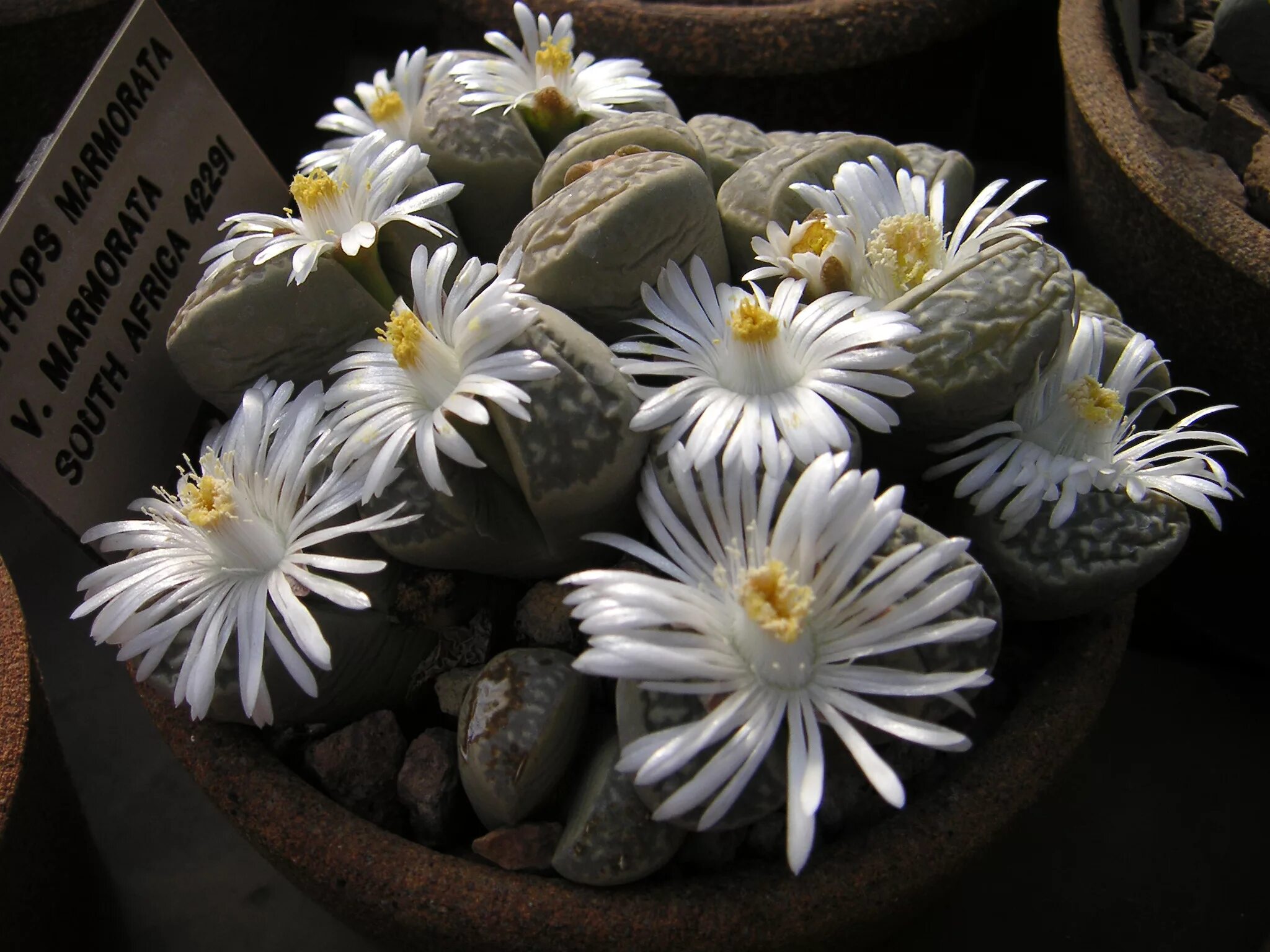 Как поливать литопсы. Литопс Карасмонтана. Литопс мраморный. Lithops Marmorata c 260. Живые камни литопсы.