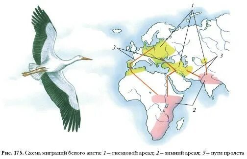 Расселение птиц. Аист ареал обитания в России. Ареал обитания белых аистов. Маршруты миграции птиц России. Ареал обитания белого аиста в России.