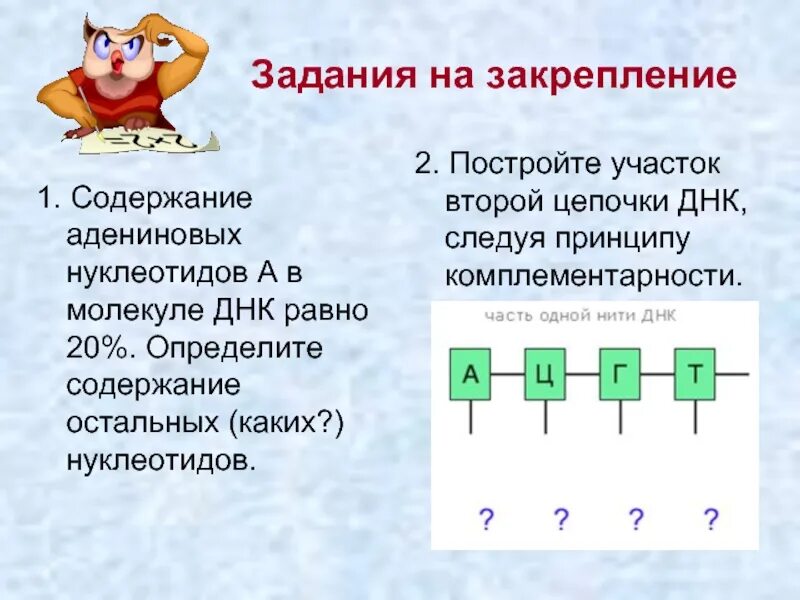Участок цепи днк. Задачи на принцип комплементарности 10 класс. построение цепочки днк. задание на построение принципа комплементарности. задачи на принцип комплементарности по биологии.